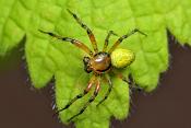 komkommerspin (araniella cucurbitina) 5-2012 8469